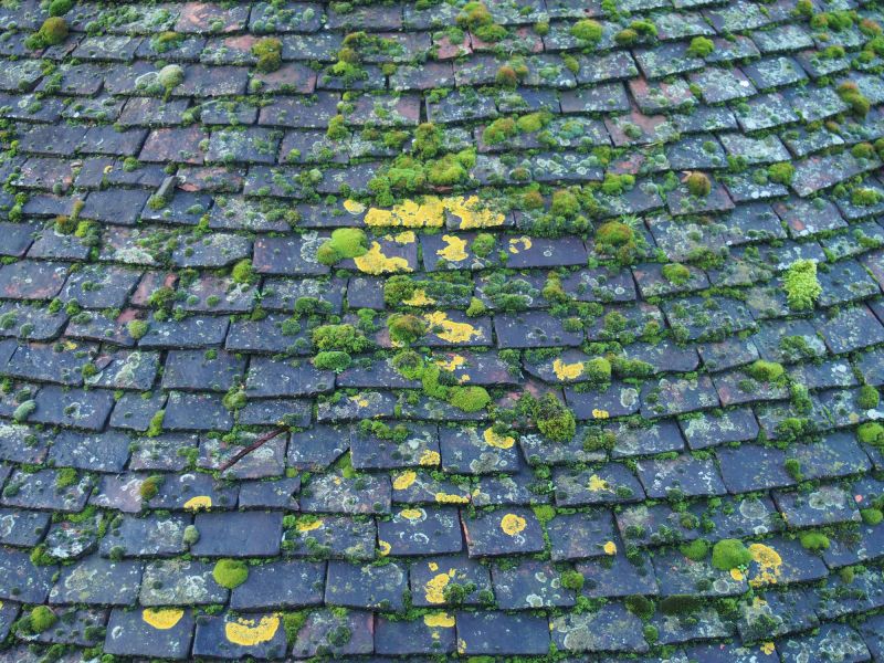How Roof Cleaning Helps Prevent Mold, Algae, And Moss Growth