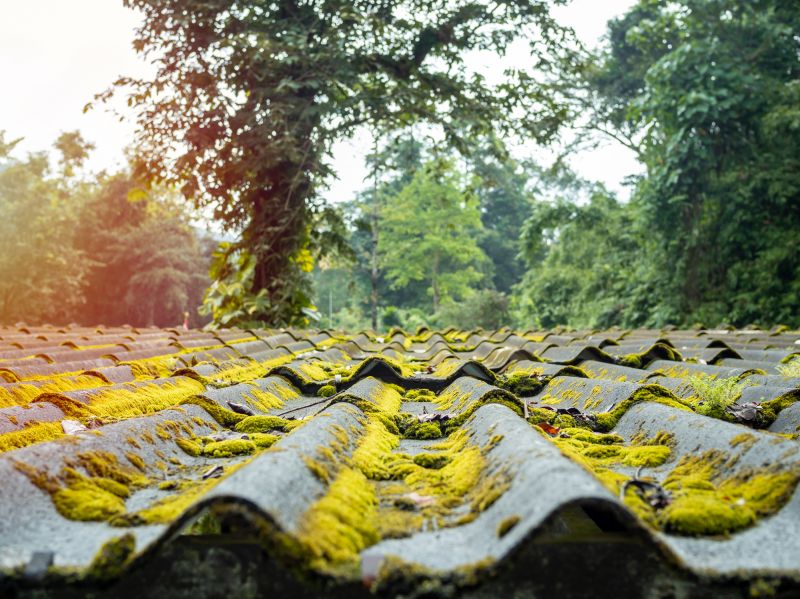 How Roof Cleaning Helps Prevent Mold, Algae, And Moss Growth